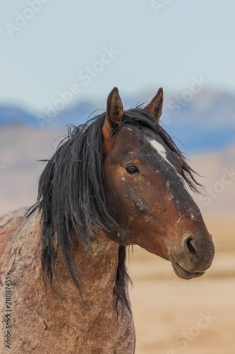Wild Horse Stallion Portrait
