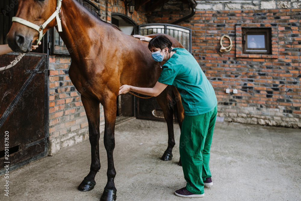 Obraz premium Woman veterinary checking horse health in stable