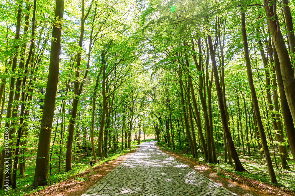 Fototapeta premium forest avenue on Ruegen, Germany