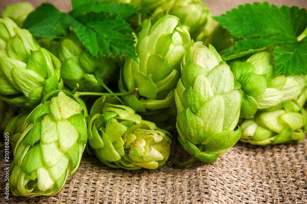 heap of hop with leaves heap of hop with leaves