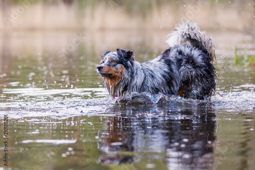 Australian Shepherd jumps in a lake