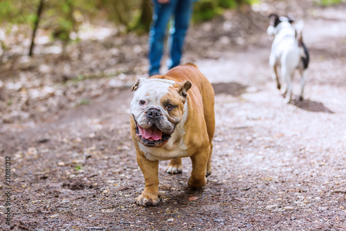 person with an English Bulldog on a forest path