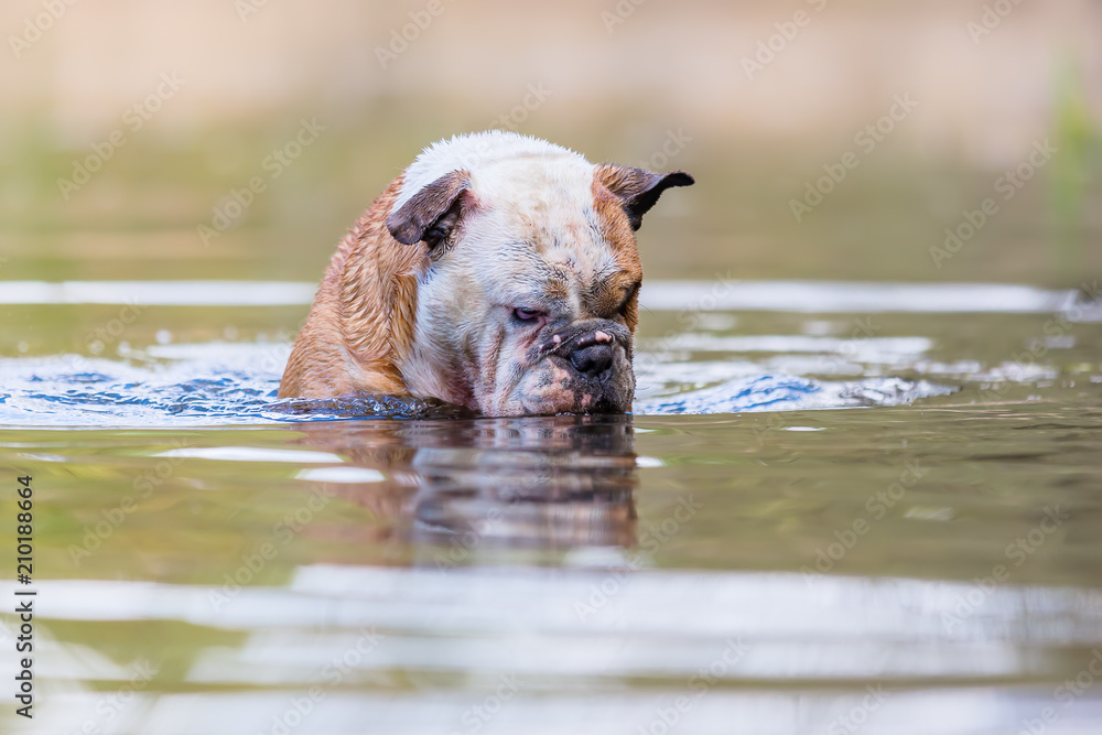 English Bulldog stands in a lake
