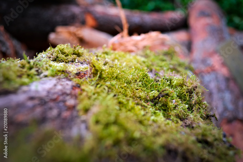 Close-up of tree moss with logs as background.