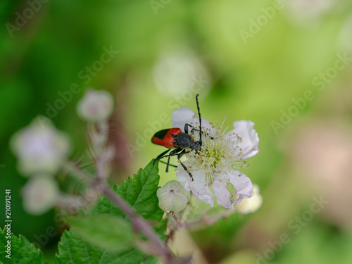 Stictoleptura cordigera, longhorn beetle in Blackberry flower. Pollination.
