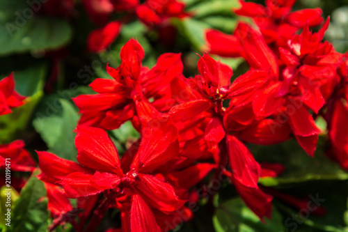 Red flowers nature