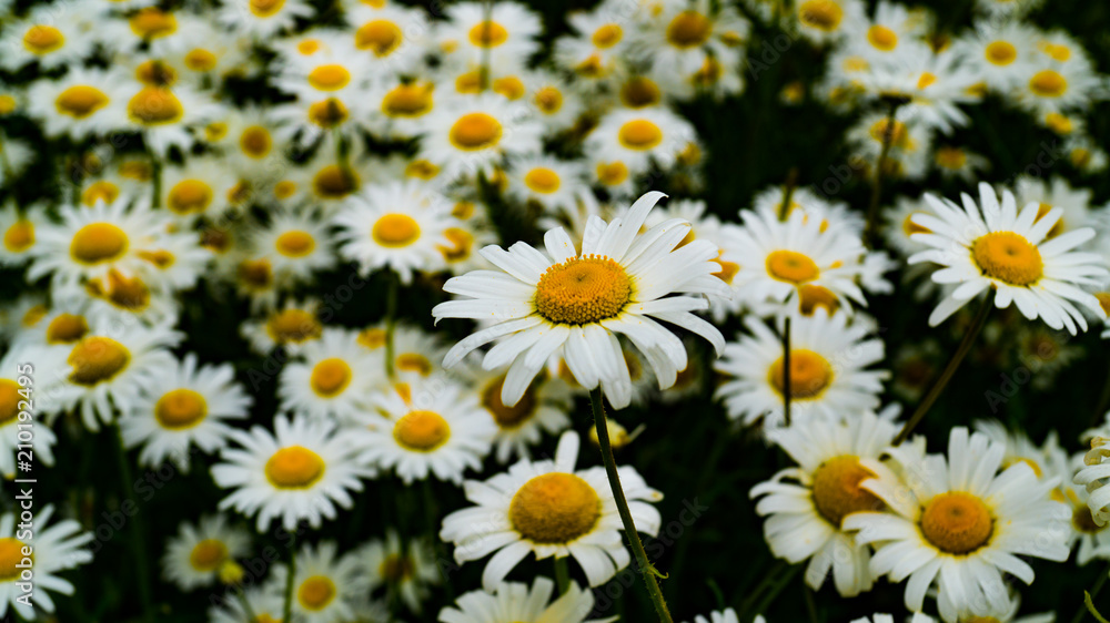 Fototapeta premium Large Daisy Flower Field, White and Yellow Floral Background