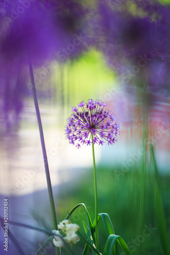 Allium