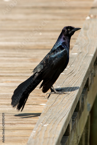 Common Grackle 