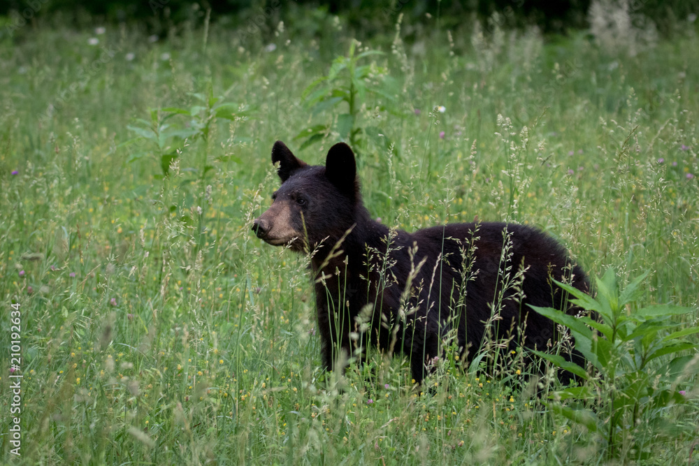 Fototapeta premium Large black bear walking through a field of tall grass