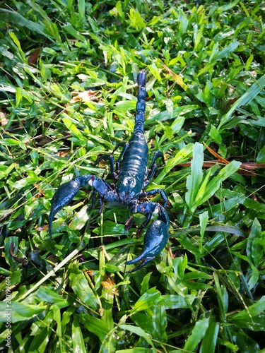 dark green scorpion on the floor at camping area in Thailand nation Forest