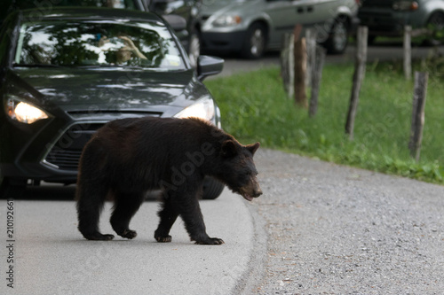 Large black bear crosses the road in a national park © benjaminjk