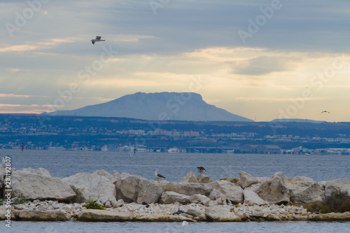 Flying bird above the rocks photo