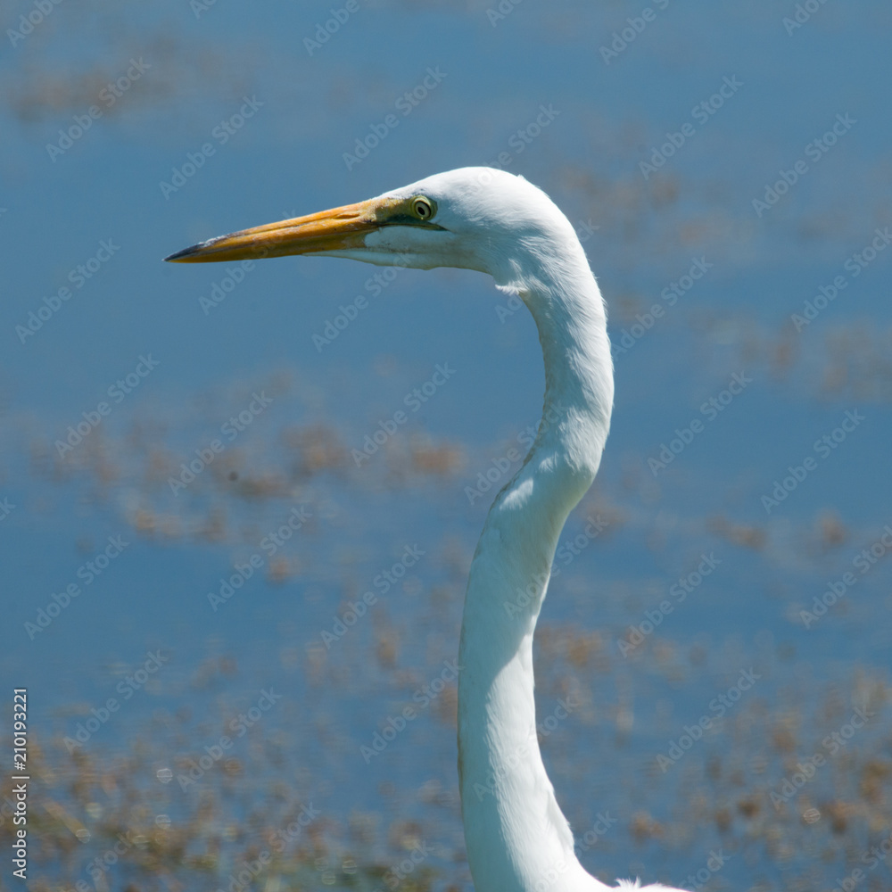 Great Egret in Brazos Bend State Park, Texas Great Egret in Brazos Bend State Park, Texas