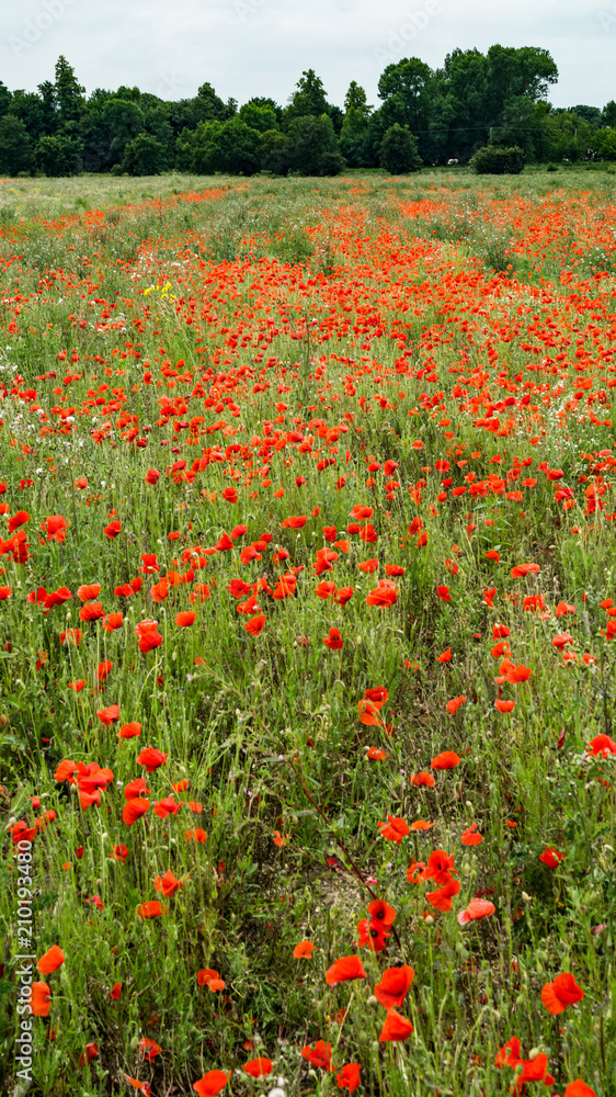 Poppy Fields, Flanders Field, Red Poppy Flowers in Bloom on Green Field