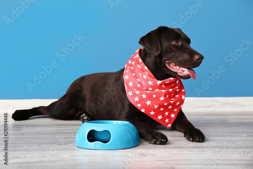 Cute funny dog near empty bowl against color wall