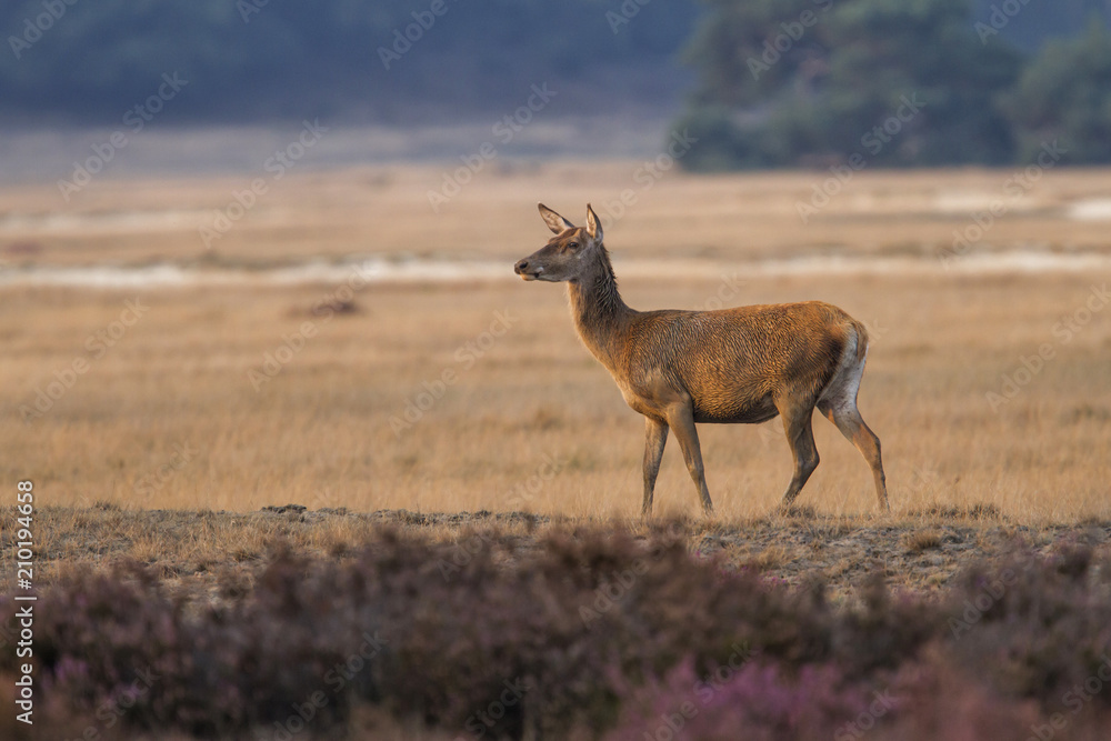 Red deer female n the heathland in National Park De Hoge Veluwe in the Netherlands Red deer female n the heathland in National Park De Hoge Veluwe in the Netherlands