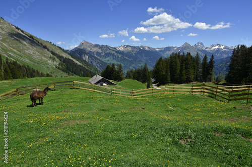 Lama auf Almwiese im Bregenzerwald  Vorarlberg  Oesterreich © JRG