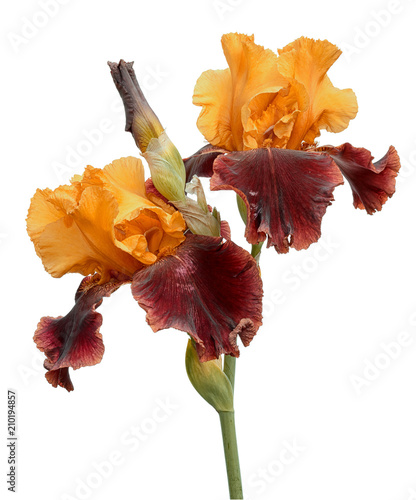 Fototapeta Naklejka Na Ścianę i Meble -  Bunch of two rare color yellow and brown iris flowers and bud isolated on white background