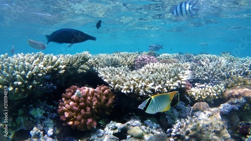 Wonderful and beautiful underwater world with corals and tropical fish © алексей винокуров