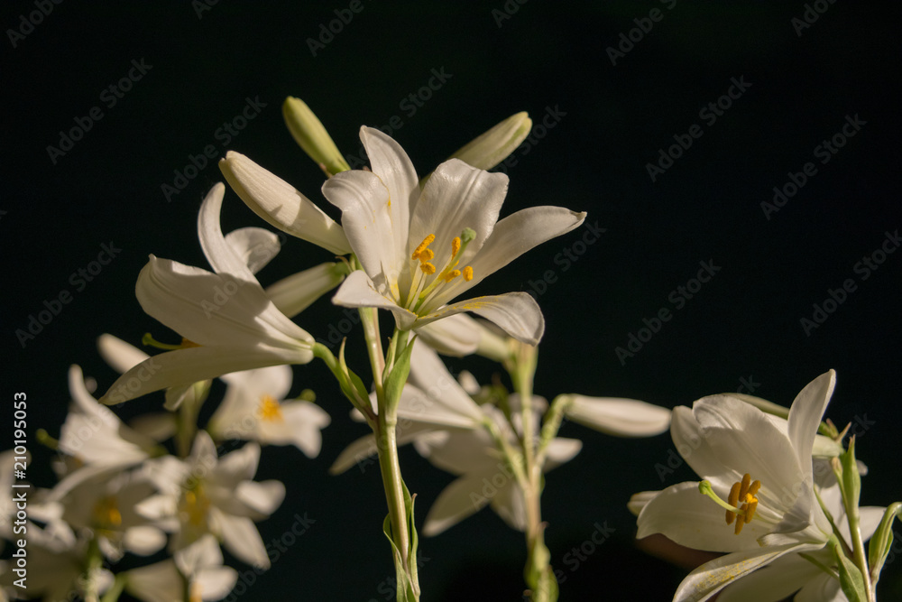 White lilies in the evening photographed White lilies in the evening photographed