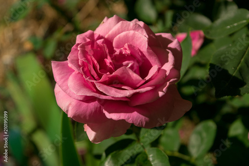 Scarlet rose close-up in the evening