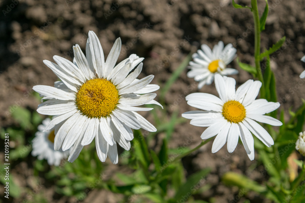 Fototapeta premium Beautiful chamomiles in the summer garden