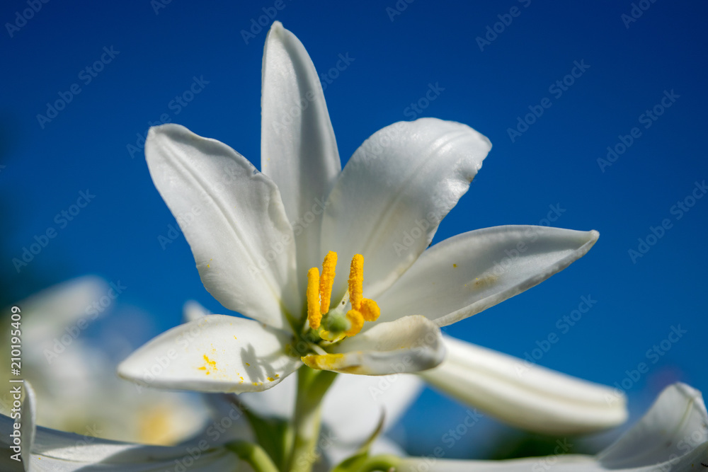 White lily against the blue sky White lily against the blue sky