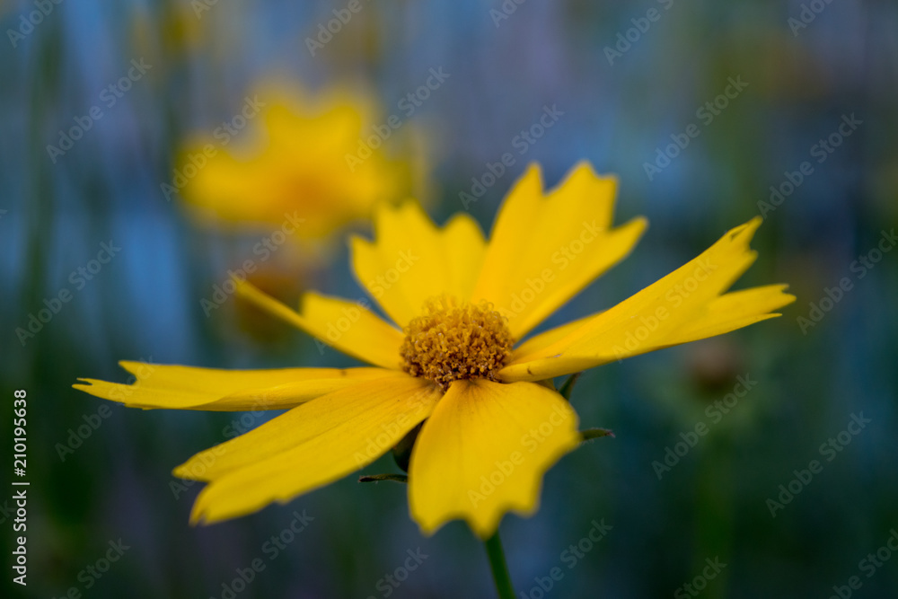 Obraz premium Lonely yellow flower close-up