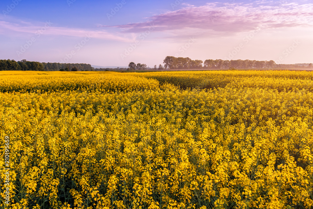 Fototapeta premium yellow field of blooming rape