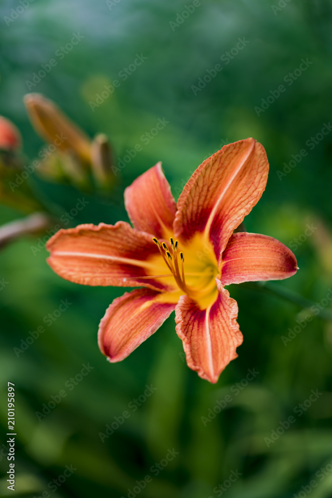 Orange day lily