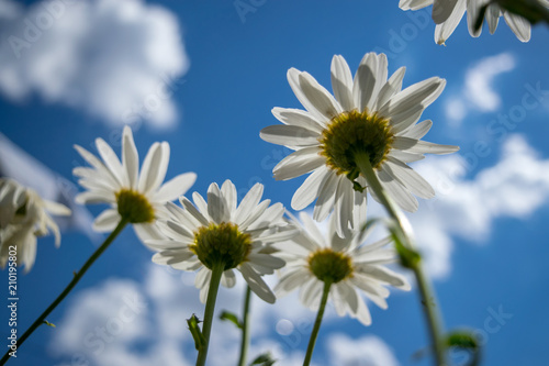 Daisies on the sky background