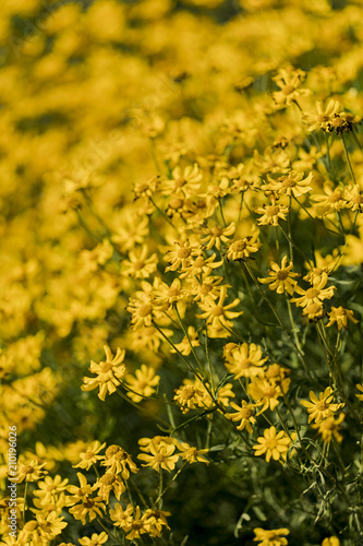 Woolly sunflowers in the field © BGStock72