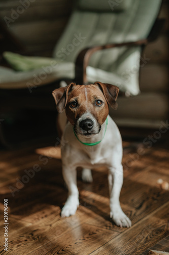 Portrait of a cute dog breed Jack Russell. Summer atmosphere of a cozy country house.