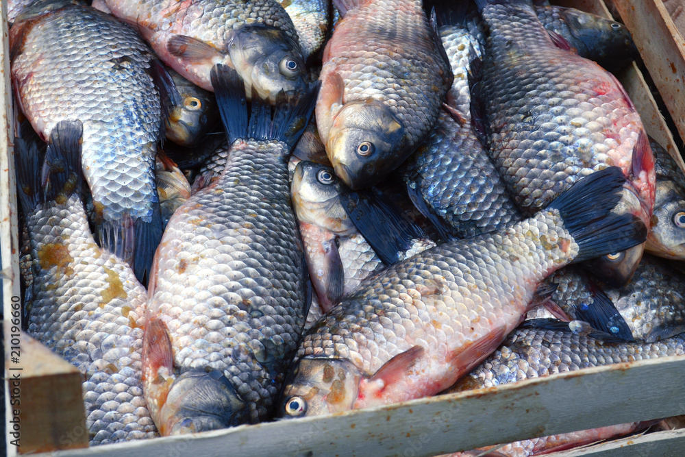 Fresh fish for the market in the basket. Catch fish for cooking. River carp fish have a lot of top view. Close head and scales. Seafood background. Fresh fish for the market in the basket. Catch fish for cooking. River carp fish have a lot of top view. Close head and scales. Seafood background.