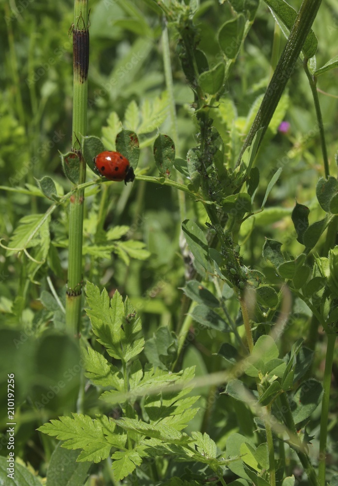 Fototapeta premium OLYMPUS DIGITAL CAMERA
