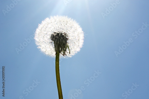 Sch  ne Pusteblume