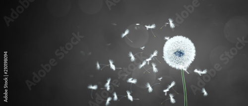 Fototapeta Naklejka Na Ścianę i Meble -  Schöne Pusteblume