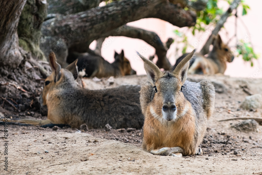 Naklejka premium patagonian mara sitting on ground, looking to camera, front view
