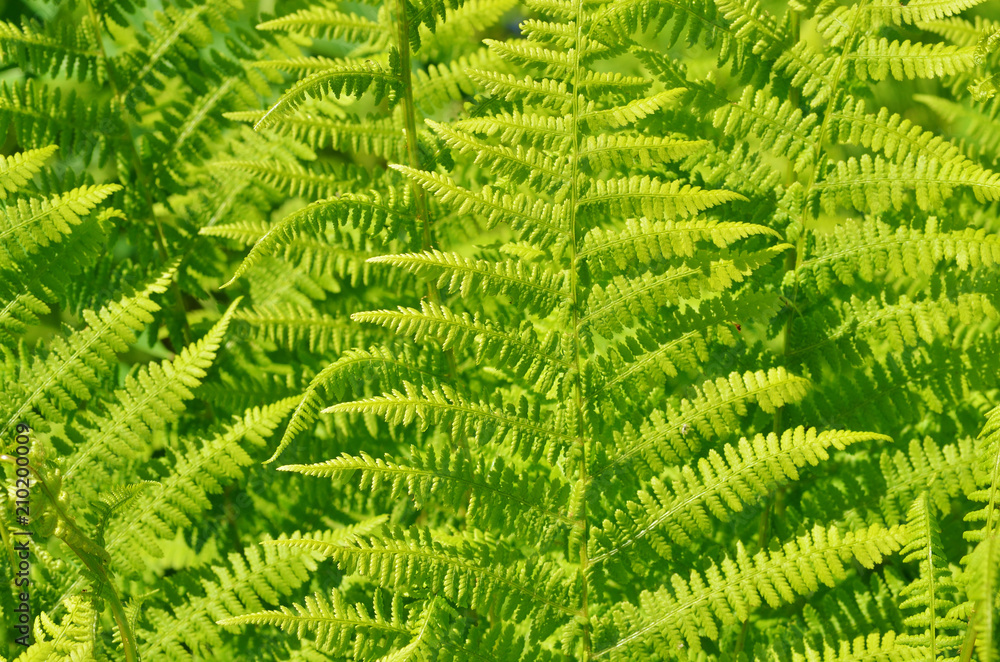 An ancient fern plant. An ancient fern plant.