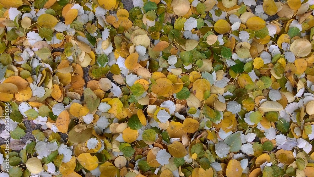 Leaves Leaves