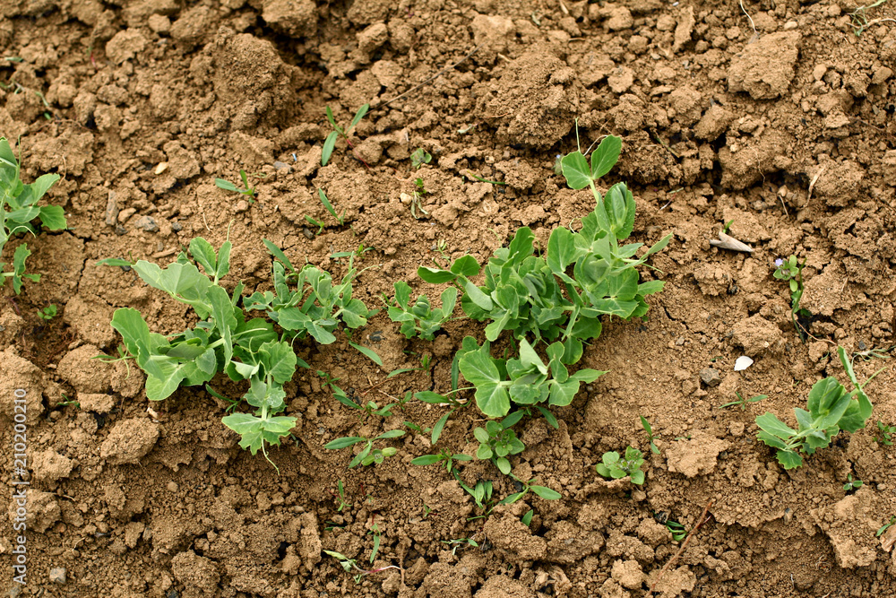 Young seedling of a peas Young seedling of a peas