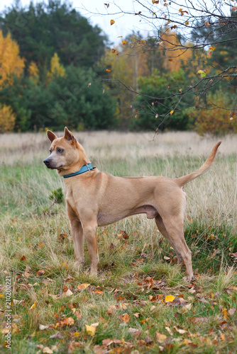 The Thai Ridgeback