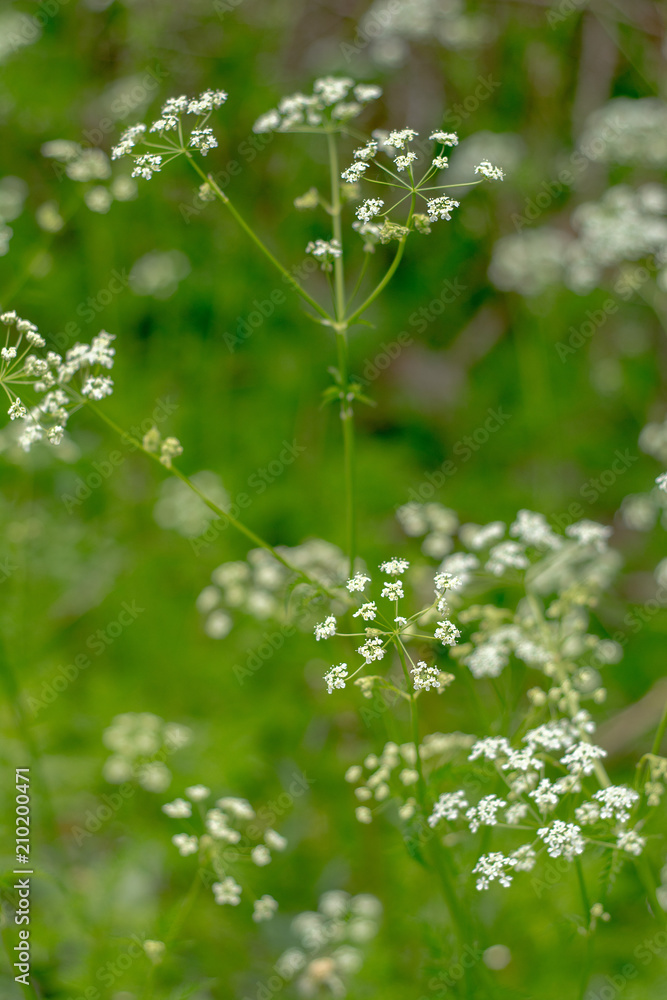 white small flowers on a green background white small flowers on a green background