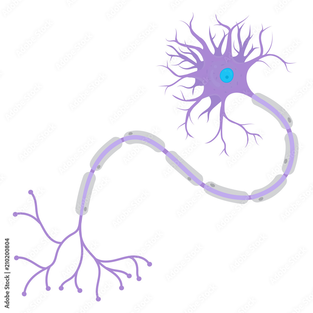 Structure of a Neuron Stock Vector | Adobe Stock
