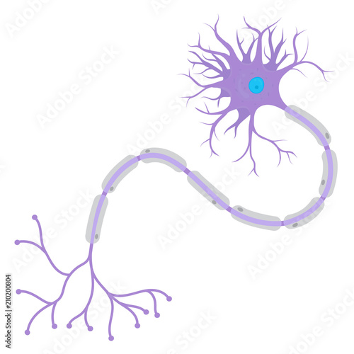 Structure of a Neuron