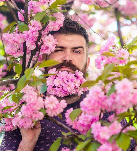Man with beard and mustache on strict face near tender pink flowers. Masculinity concept. Hipster with sakura blossom in beard. Bearded man with fresh haircut with bloom of sakura on background.