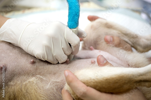 Veterinary concept. Veterinarian is doing ultrasound. View the puppy in the dog. Veterinarian doing ultrasound and analyze healthy of dog. Asian.