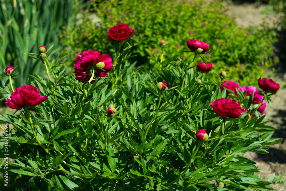 large Bush with red peonies