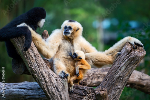 Foto white cheeked gibbon or Lar gibbon.